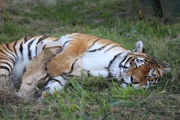 Tigres et wagon: retour sur l&#039;incroyable épopée de quatre tigres argentins