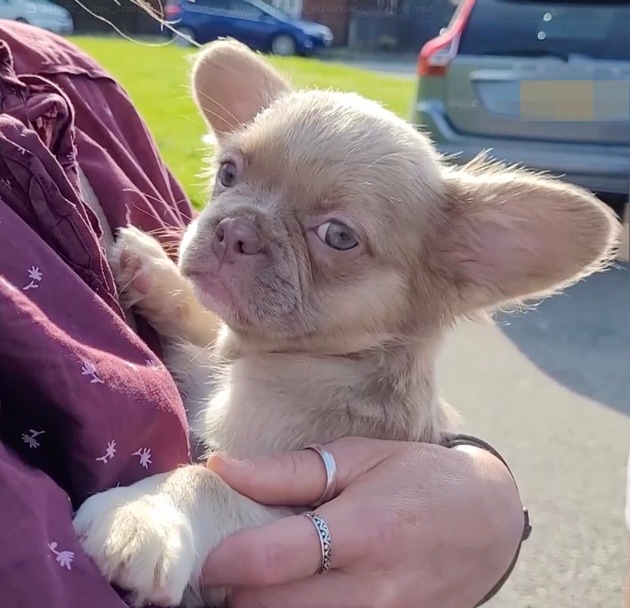 Wie man gefährliche Hundetrends in Social-Media-Anzeigen erkennt