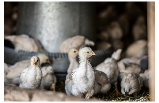 Lidl Suisse intègre des produits &quot; Henne &amp; Hahn &quot; (poule &amp; coq) dans son assortiment / Promotion de l&#039;élevage de poussins mâles