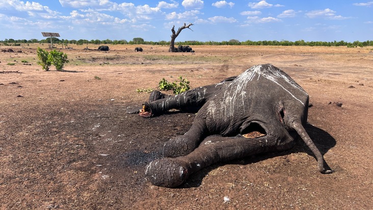 Tödliche Dürre für Elefanten in Simbabwe