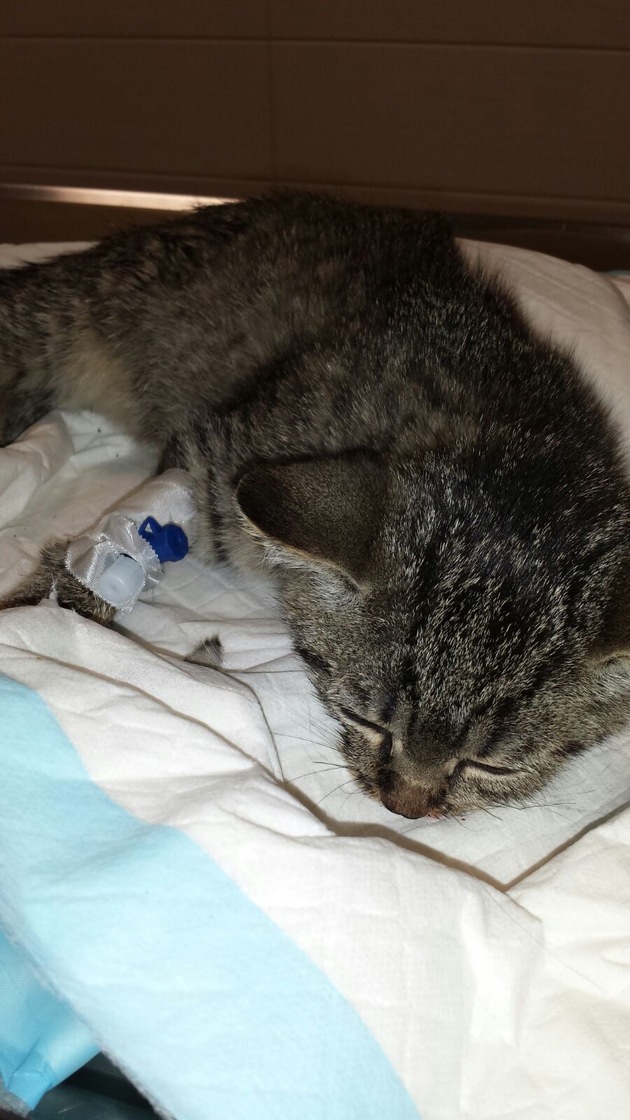 FW-DO: Zwei Katzenbabys aus Notlage befreit und reanimiert