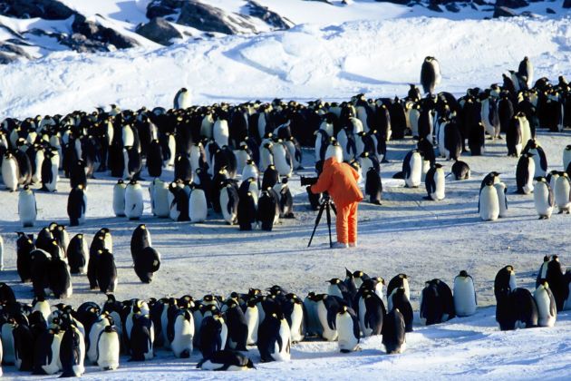 Familienglück bei Minus 40 Grad: &quot;Von Pinguinen und Menschen&quot; auf ProSieben