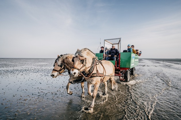 Naturerlebnis Wattenmeer