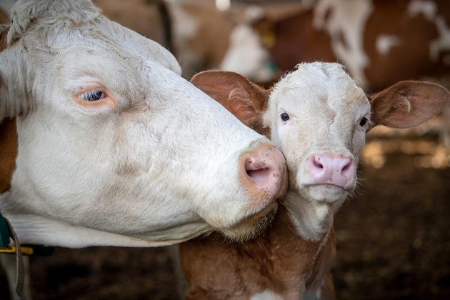 Le bien-être animal en production laitière