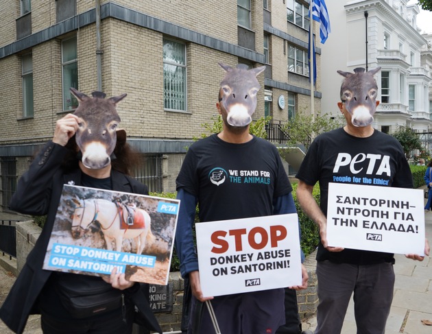 Bildmaterial von weltweiten PETA-Appellen an die griechische Regierung: Esel- und Maultierreiten auf Santorini muss verboten werden!