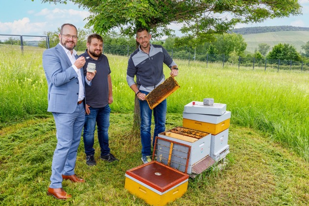 Bienenvölker produzieren eigenen Honig