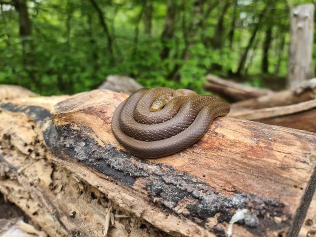 Äskulapnatter erstmalig im Wetteraukreis nachgewiesen