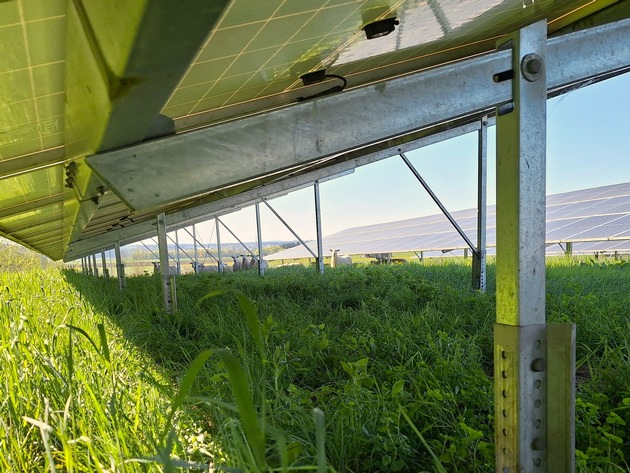 Presseinformation: Schafe &uuml;bernehmen die Gr&uuml;npflege im Solarpark Ertingen