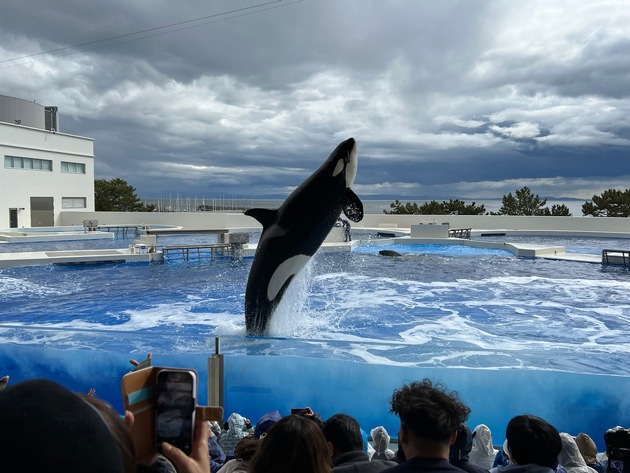 Orcas und Trainer:innen in Gefahr: In japanischen Seaworld-Parks herrschen Tierleid und Sicherheitsrisiken