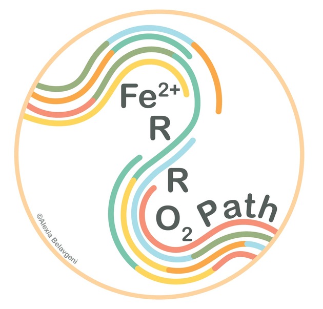 Organschäden nach Mangeldurchblutung: Förderung für Zelltod-Forschung verlängert