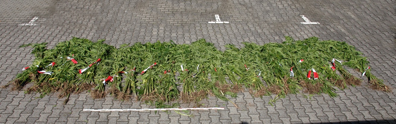 POL-REK: Cannabispflanzung entdeckt - Kerpen