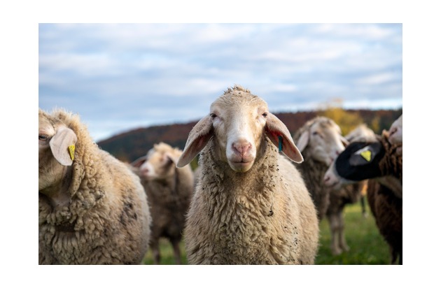 Tierfreundliche Strickwolle: Nur 4 von 28 Marken überzeugen