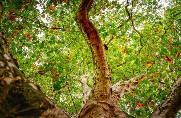 Bund deutscher Baumschulen (BdB) e.V.: Partnerschaft fürs Klima: Die britische Botschafterin und der Bund deutscher Baumschulen pflanzen in diesem Jahr gemeinsam Bäume