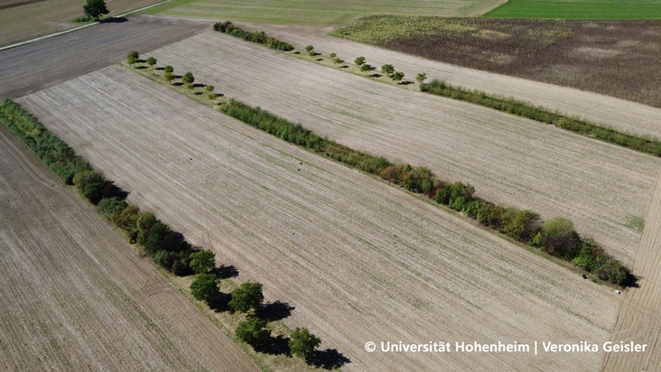 Agroforstsysteme stabilisieren Erträge - zeigt Studie der Uni Hohenheim