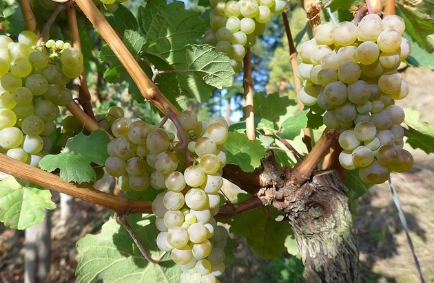 Deutscher Bauernverband (DBV): Weinlese 2025 / Blick in die Weinberge stimmt optimistisch