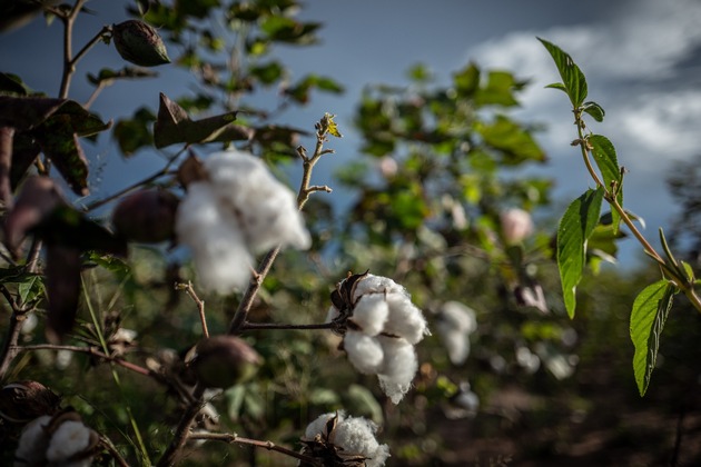 &#039;Cotton made in Africa Carbon Neutral’ – Aid by Trade Foundation bringt neue Initiative für CO2-neutrale Baumwolle auf den Markt