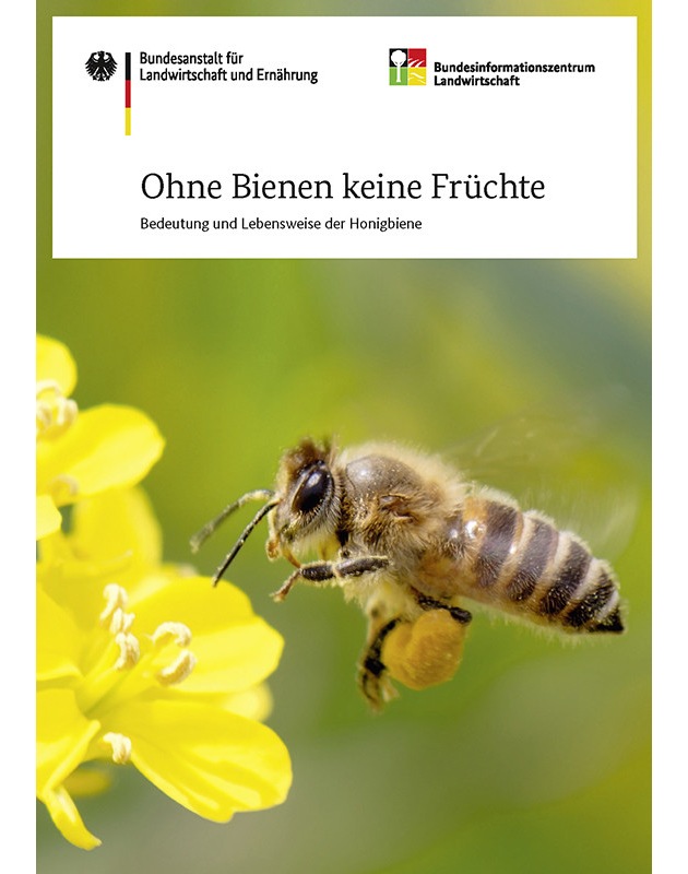 Berufsimkerbund räumt auf mit Fehlinformation: Wildbienen und Honigbienen sind keine Konkurrenz