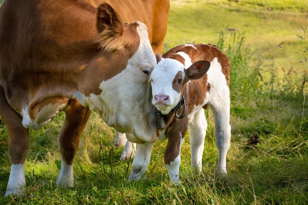 Mutterkuh Schweiz erneut am Bio Marché in Zofingen