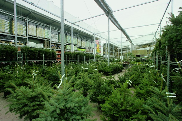 Weihnachtsbaumverkauf 2025 bei BAUHAUS