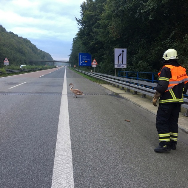 FW-MK: Schwan verirrt sich auf die Autobahn