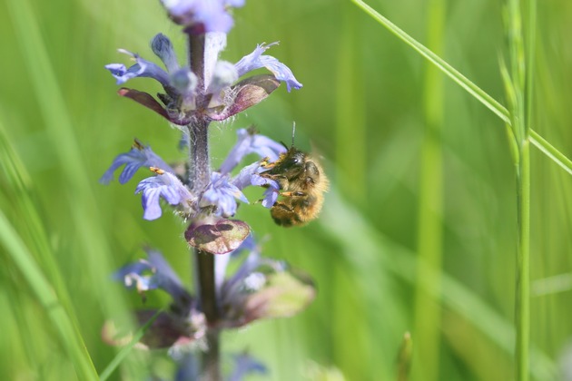 Kein böser Kampf: Wie sich Honig- und Wildbienen ergänzen