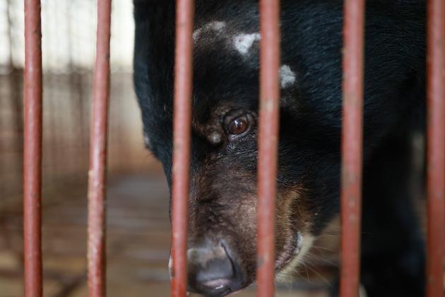 Au Vietnam, QUATRE PATTES sauve le dernier ours d’une ferme d’ours dans la province de Binh Duong