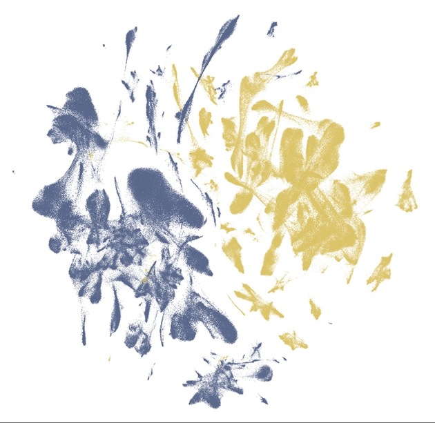 Neues Foundation-Modell zeigt Organisation von Zellen im Gewebe