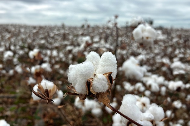 In drei Jahren wurden fast 200 Millionen Europäerinnen und Europäer erreicht: Der Erfolg der EUCOTTON-Kampagne hat den europäischen Baumwollsektor wieder in den Blickpunkt der Öffentlichkeit gerückt