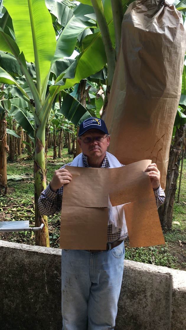 Wegweisende Optimierung für den Bananenanbau: NORMA spart ab sofort weitere 60 Tonnen überflüssiges Plastik ein! / Umweltfreundliche Schutzhüllen aus Papier, keine Plastikbanderolen im Verkauf (FOTO)