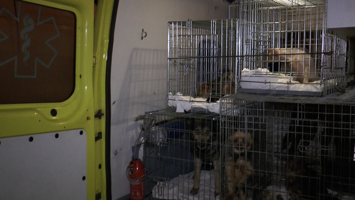 Pour lutter contre le commerce illégal de chiots, QUATRE PATTES introduit le nouveau système de contrôle «VeriPet» avec anibis.ch et Amicus