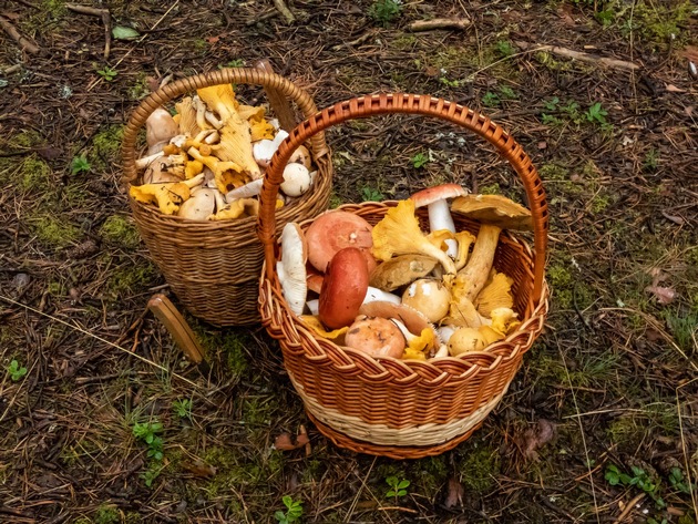 Milder Herbst lässt Pilze sprießen - Ideale Zeit für Sammler