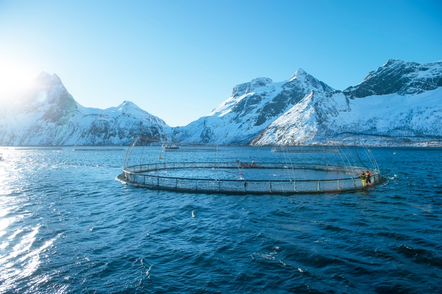 Keine Antibiotika mehr im norwegischen Lachs: Ein Erfolg der Lachszucht