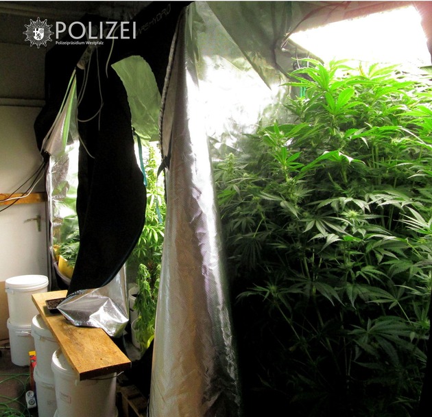 POL-PPWP: Illegal Cannabis angebaut