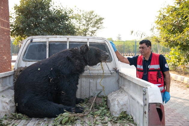 Au Pakistan, QUATRE PATTES sauve Rocky, un ours de combat cruellement maltraités
