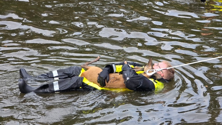 FW Celle: Celler Feuerwehr rettet Reh aus Regenrückhaltebecken