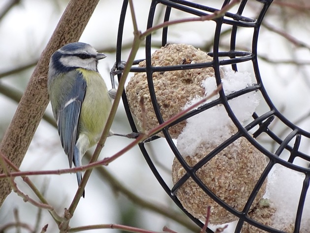 Harte Wochen für Wildvögel: Vogelfütterung bietet Überlebenshilfe für den Winter
