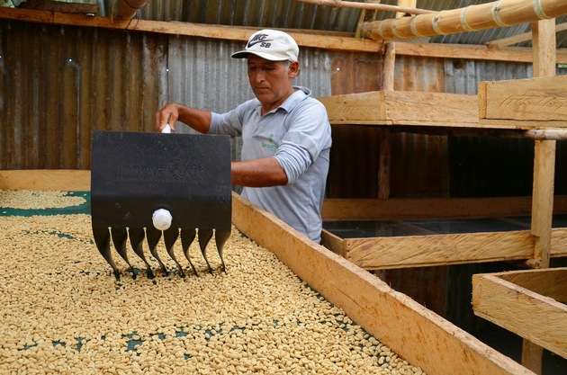Naturnaher Chacra-Anbau schaftt Einkommen für Kaffeefamilien