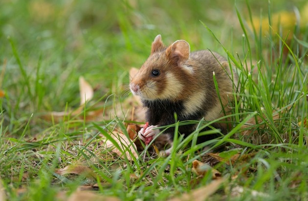 Verband der Zoologischen Gärten (VdZ): Stoppt das weltweite Massenaussterben / Zooverband fordert Trendwende auf der Weltnaturkonferenz