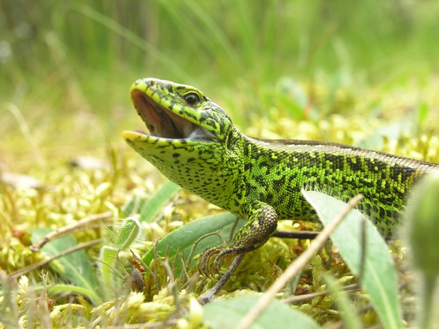 DBU Naturerbe: Stiftungstochter schützt Reptil des Jahres 2020 auf DBU-Naturerbefläche Tennenlohe