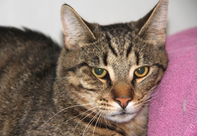 BPOLI S: Hauptbahnhof Heilbronn: Lebendige Katze in Mülleimer &quot;entsorgt&quot;