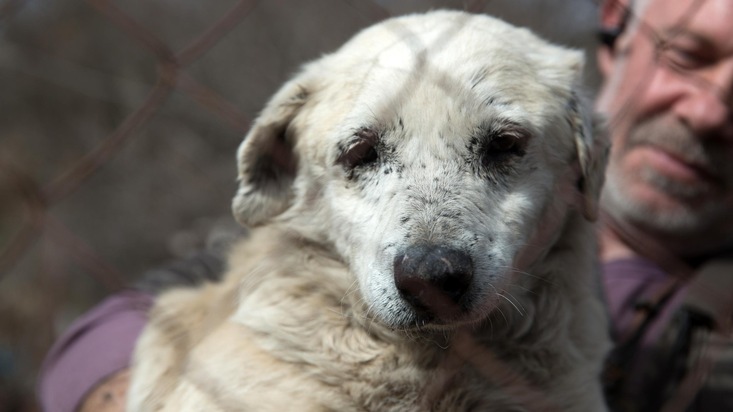 Une enquête en Ukraine montre que l&#039;aide aux animaux est plus que jamais nécessaire