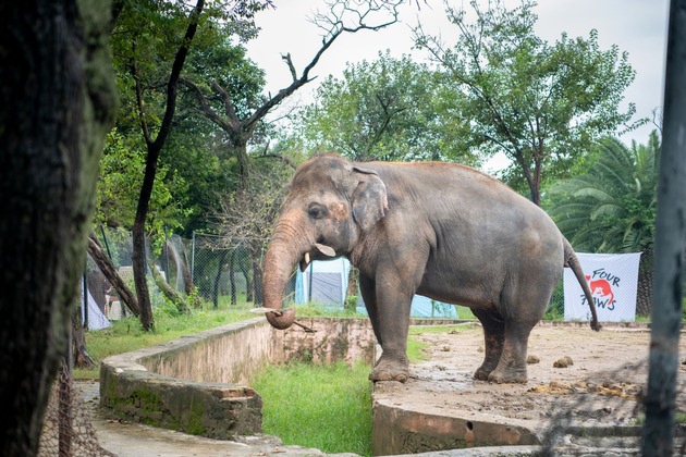 Grünes Licht für die Rettung des einsamsten Elefanten der Welt
