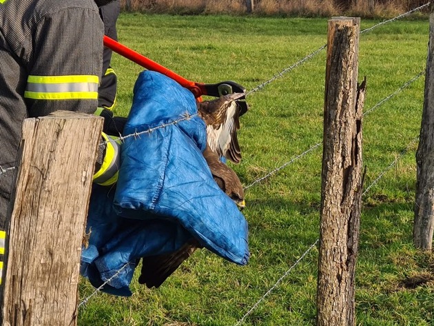 FW-EN: Feuerwehr befreit Greifvogel aus Stacheldraht