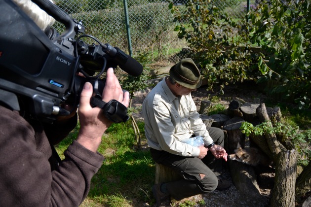 Schliefenanlagen sind tierschutzgerecht / Der Deutsche Jagdverband veröffentlicht zweites Video zur Hundeausbildung am lebenden Tier