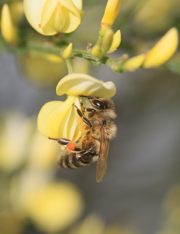 Weltbienentag 2025: Bienen und Imkerei schützen, heißt Zukunft sichern!