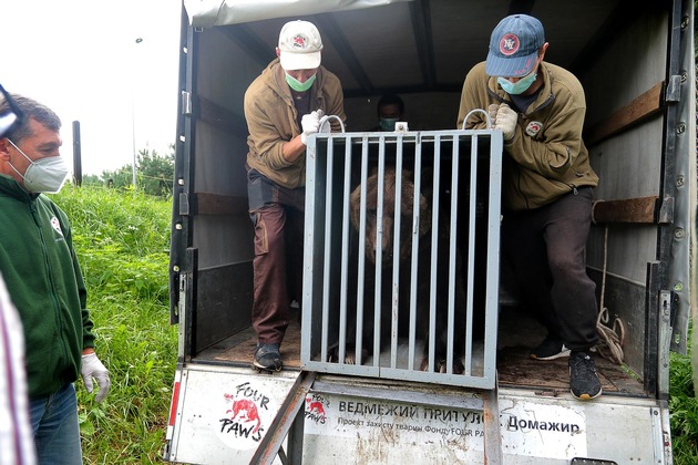 Braunbärin nach 17 Jahren als Zirkus- und Restaurantattraktion in der Ukraine gerettet / VIER PFOTEN fordert Nachschärfung von Tierschutzgesetzen