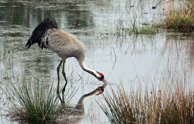DBU: R&uuml;ckkehr der Kraniche