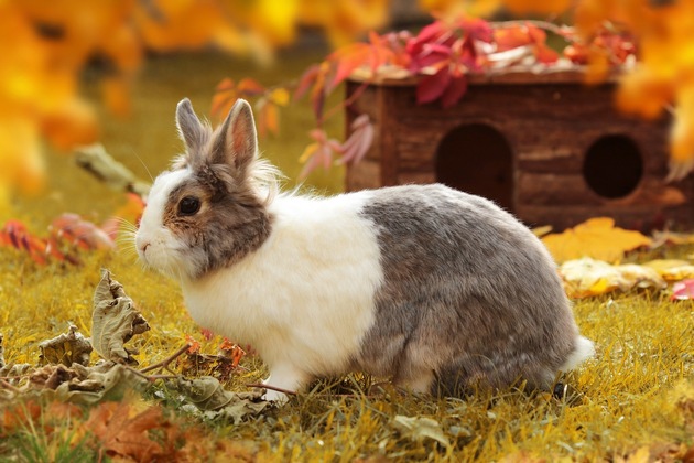 Presse-Info: Kaninchen im Freigehege: An was Halter jetzt denken sollten