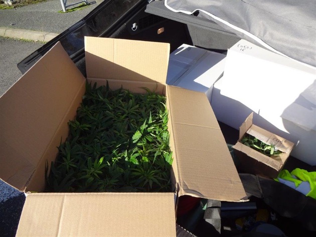 POL-KLE: Goch - BtM-Fund / 370 Cannabispflanzen-Setzlinge in Kofferraum entdeckt