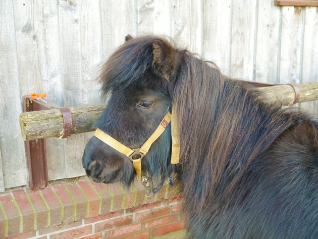 POL-FL: Glücksburg: Shetlandpony gestohlen